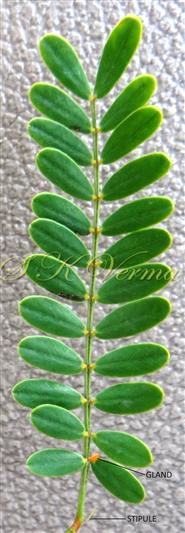  Leaf with a gland and stipules